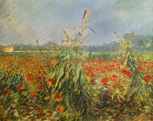 Épis de maïs verts